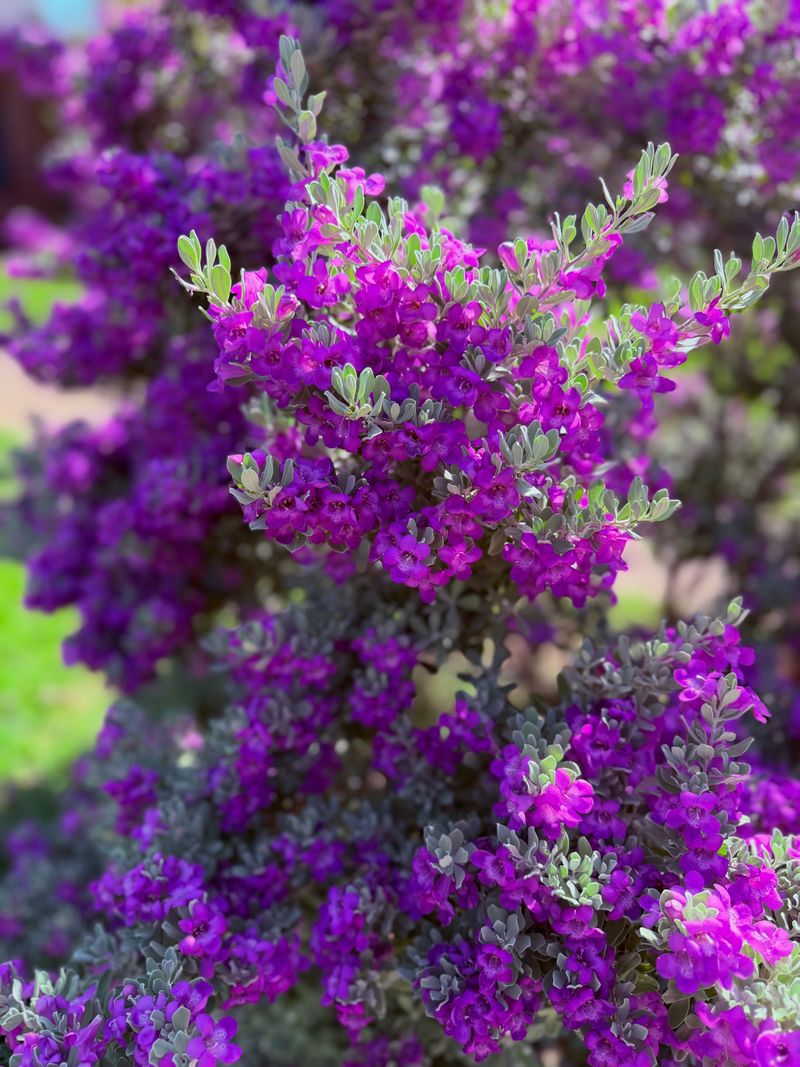 Texas Sage Texas Sage