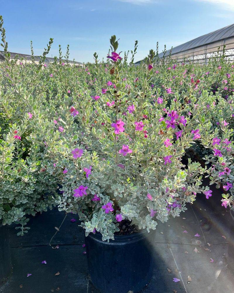 Texas Sage Texas Sage
