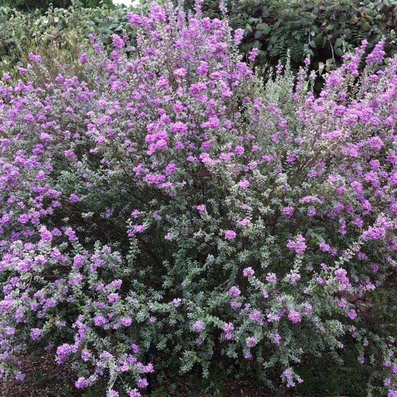 Texas Sage Texas Sage