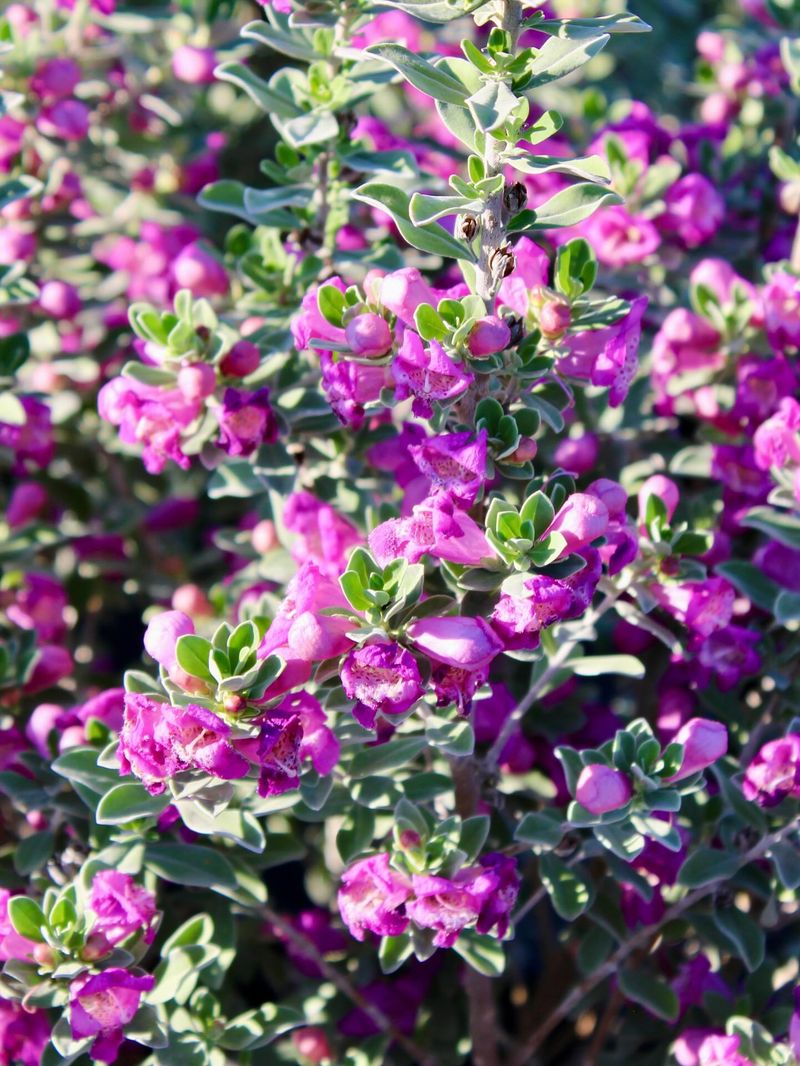 Texas Sage Texas Sage