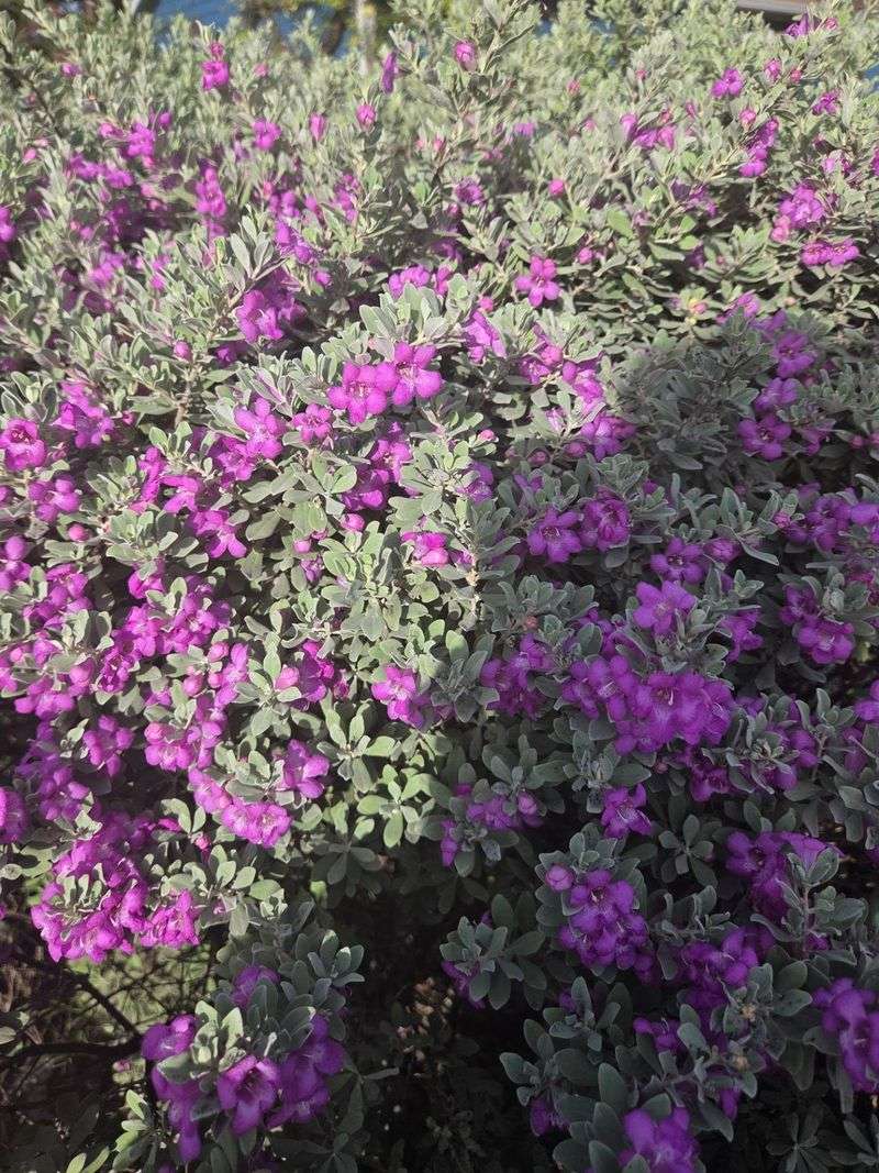 Texas Sage