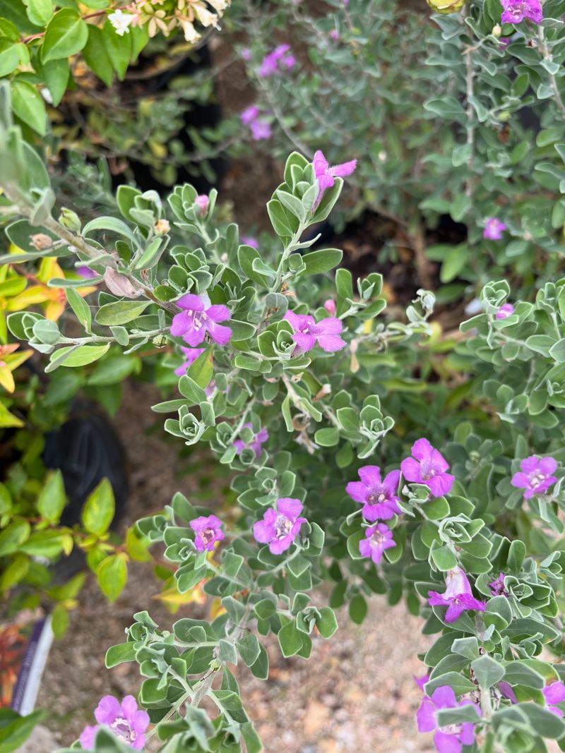Texas Sage Is Built For Harsh Texas Conditions