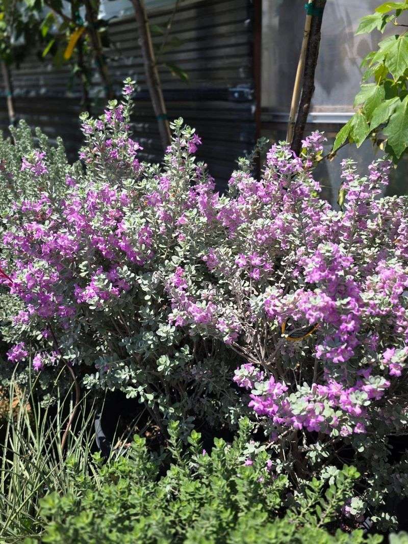 Texas Sage Is Built For Hot, Bright Conditions Texas Sage Is Built For Hot, Bright Conditions