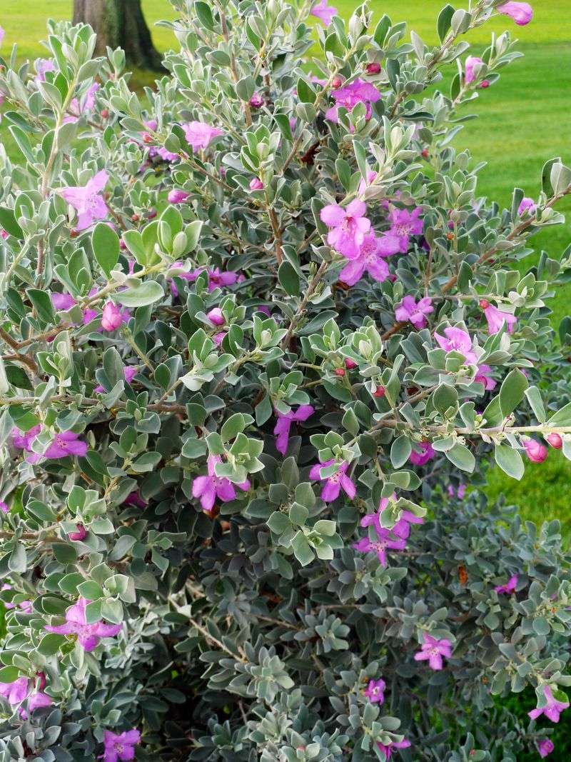 Texas Sage Texas Sage