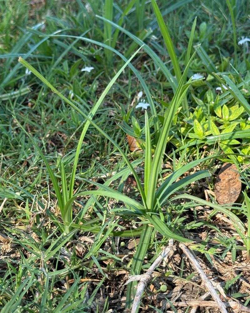 Texas Summer Heat Helps It Thrive Texas Summer Heat Helps It Thrive