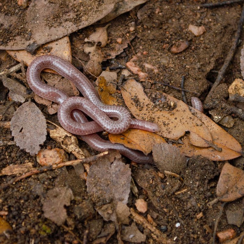 Texas Threadsnake