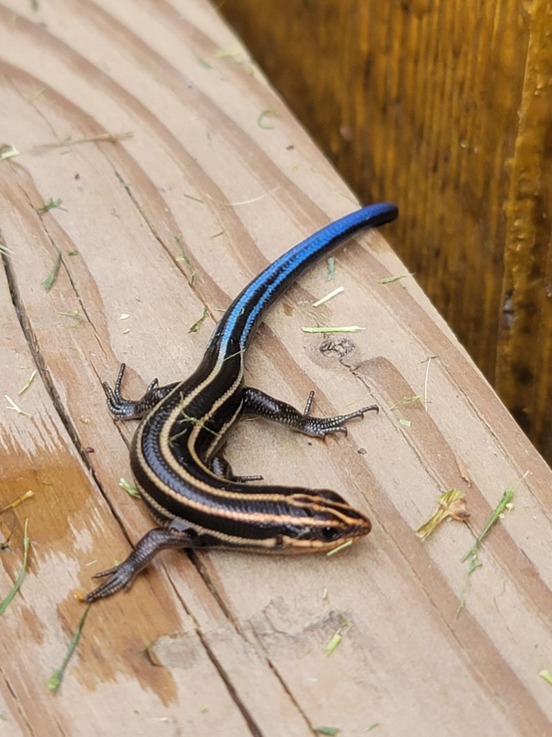That Bright Blue Tail Fades With Age That Bright Blue Tail Fades With Age