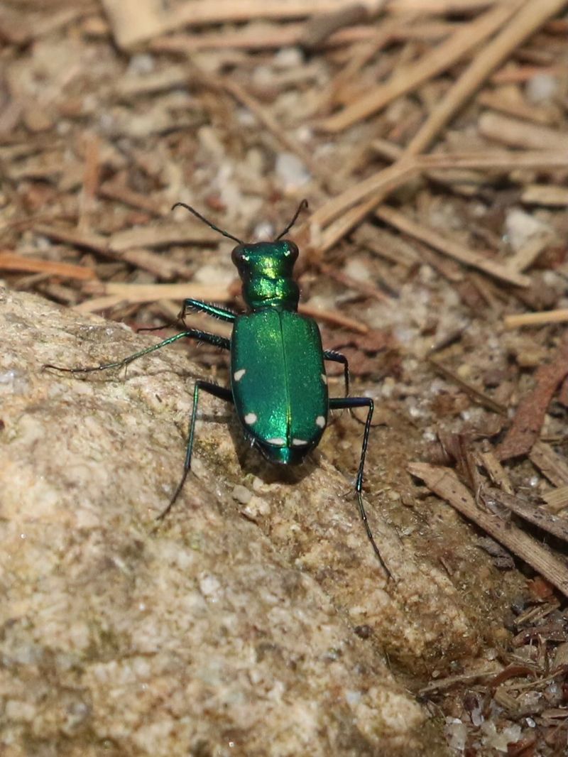 That Bright Green Beetle May Be Helping Your Garden