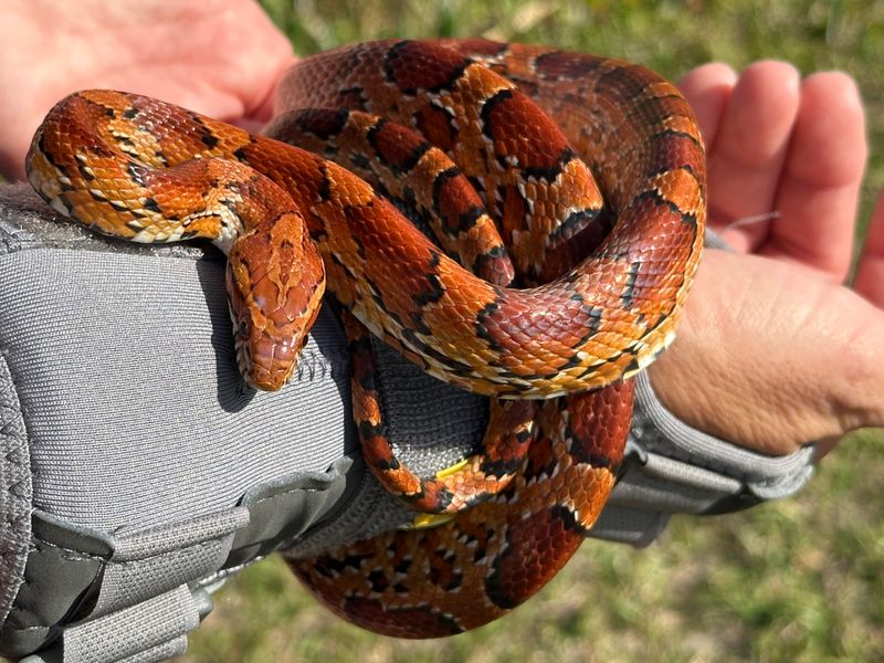That Bright Red Pattern Looks Scarier Than The Snake Really Is