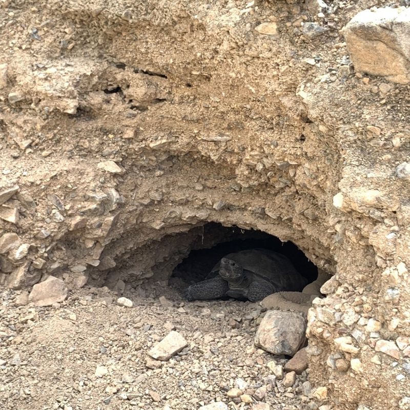 That Burrow Is Really About Finding Safe Shelter