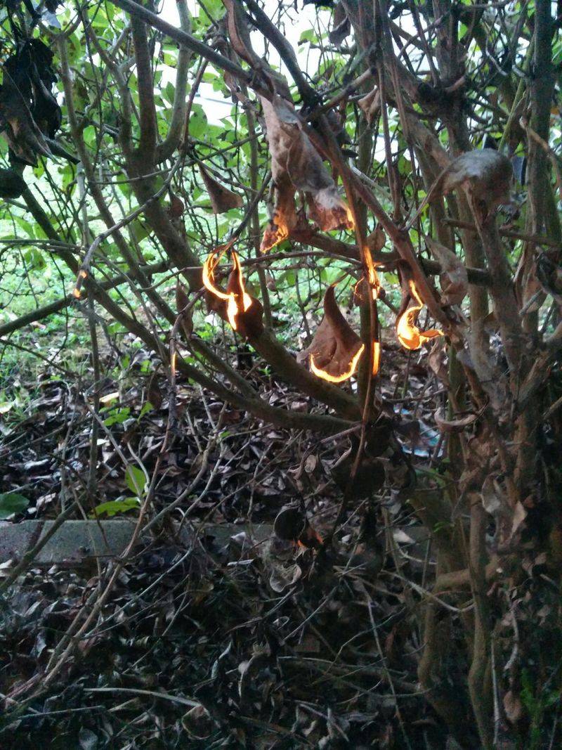 That Debris Can Catch Windblown Embers Fast