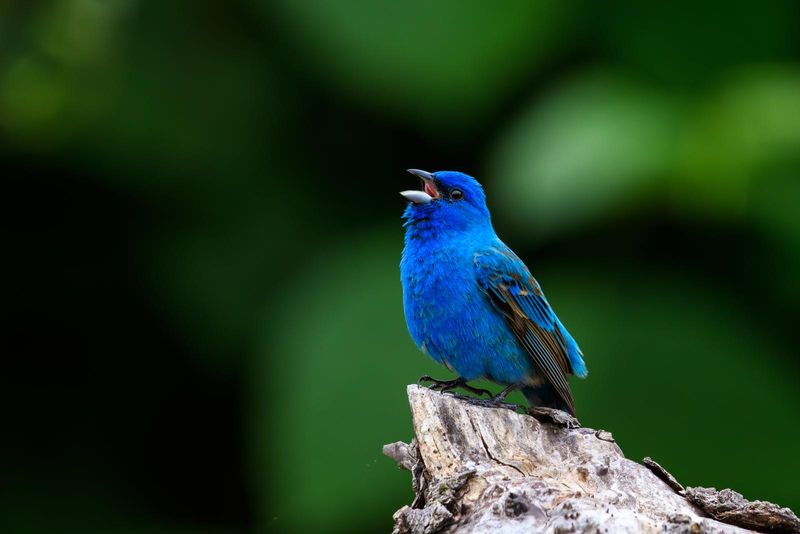 That Electric Blue Flash Usually Comes From The Yard Edge That Electric Blue Flash Usually Comes From The Yard Edge