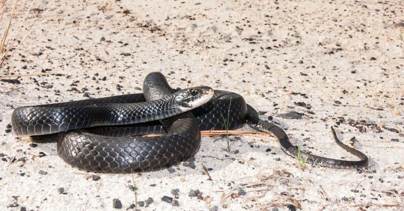 That Fast Black Snake Is Hunting Not Looking For Trouble That Fast Black Snake Is Hunting Not Looking For Trouble