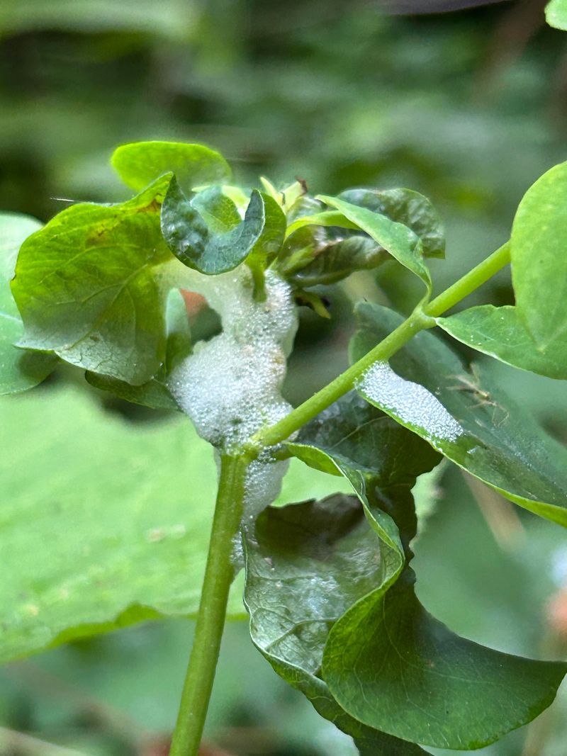 That Foamy Blob Is Actually A Tiny Insect Hideout That Foamy Blob Is Actually A Tiny Insect Hideout