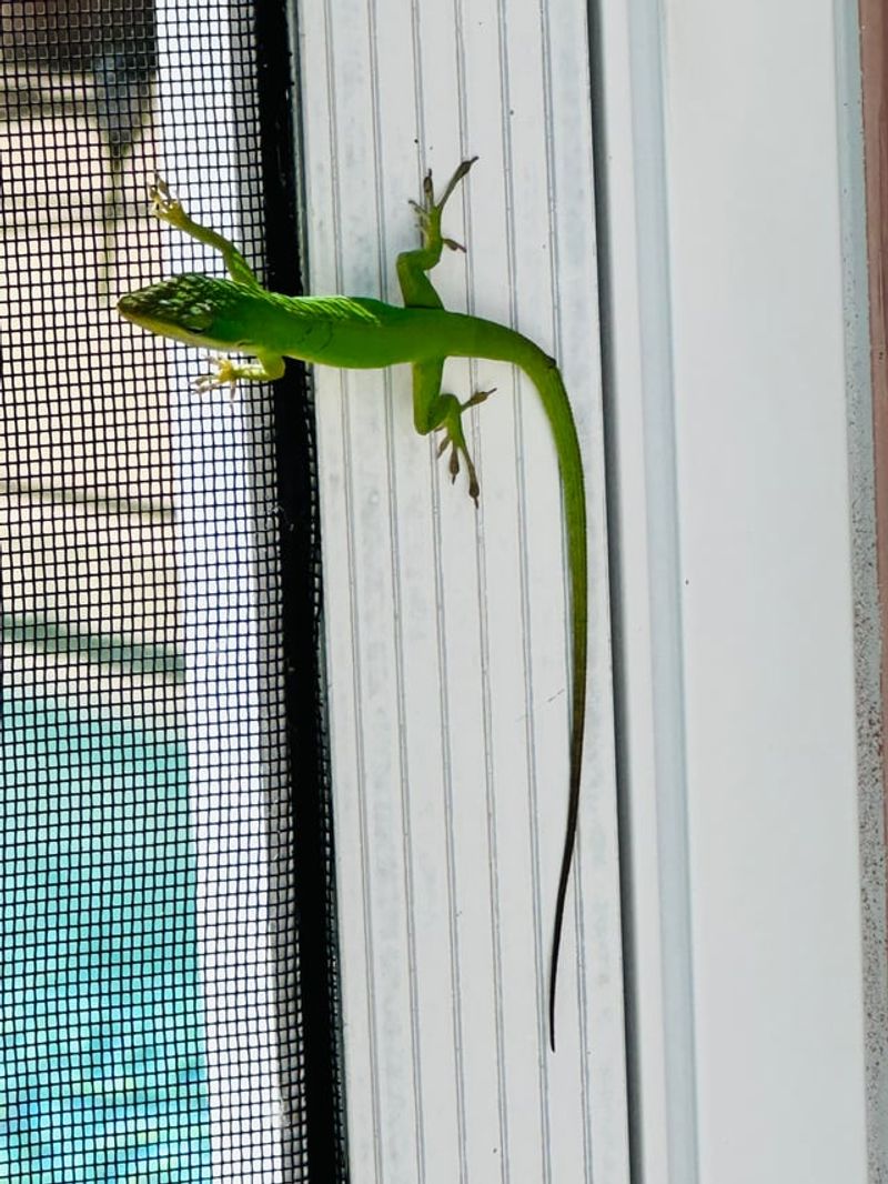 That Gecko May Be Hunting The Bugs Around Your Window
