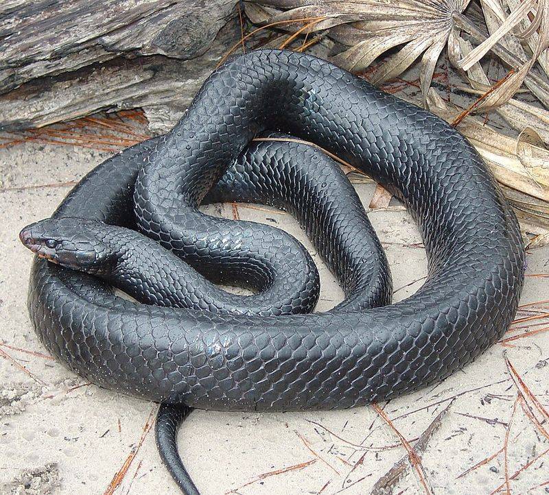 That Giant Black Snake May Just Be Passing Through