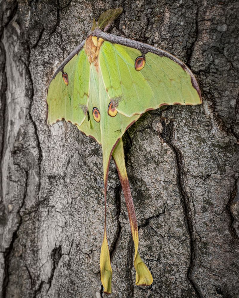 That Large Green Visitor Is Hard To Miss That Large Green Visitor Is Hard To Miss