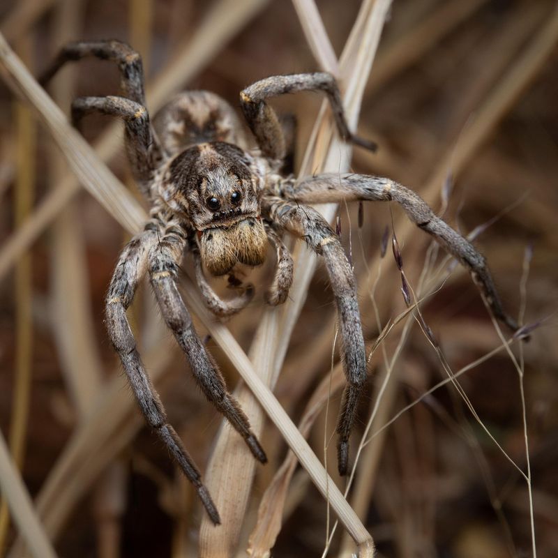 That Large Spider Probably Wandered In From Outside That Large Spider Probably Wandered In From Outside