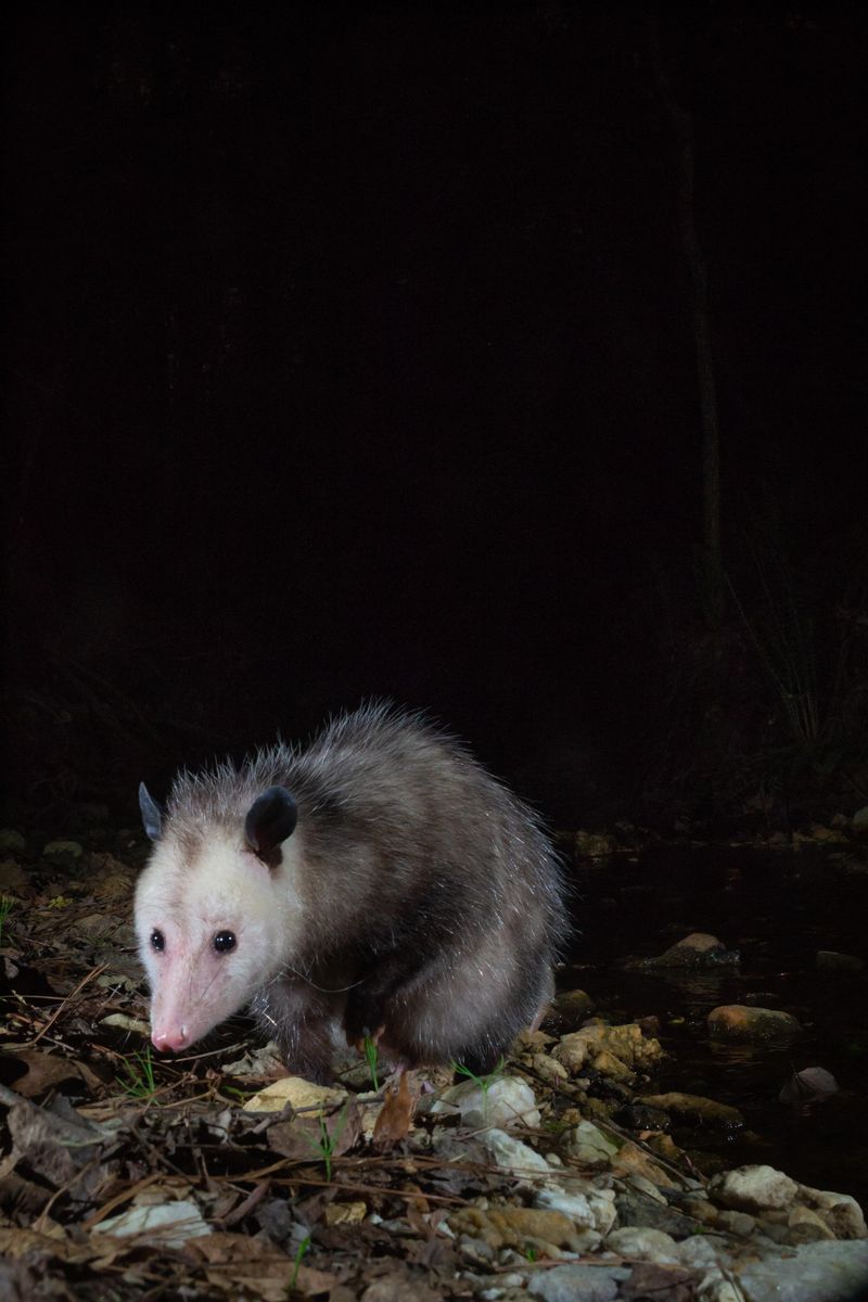 That Nighttime Visitor Is Likely Passing Through