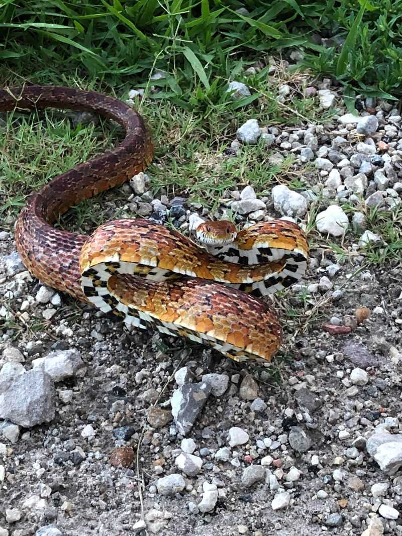 That Orange Snake Is Probably A Corn Snake