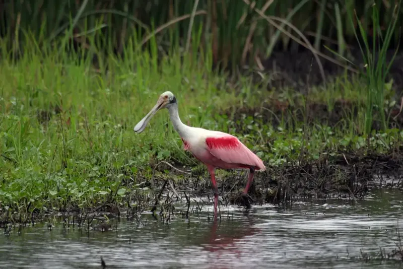 That Pink Visitor Is Probably Following The Water That Pink Visitor Is Probably Following The Water