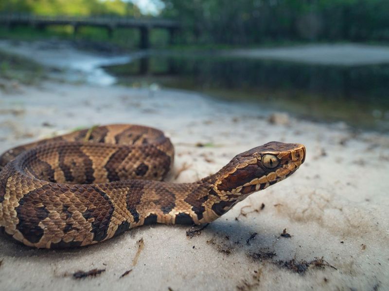 That Pond Edge Is Classic Cottonmouth Territory