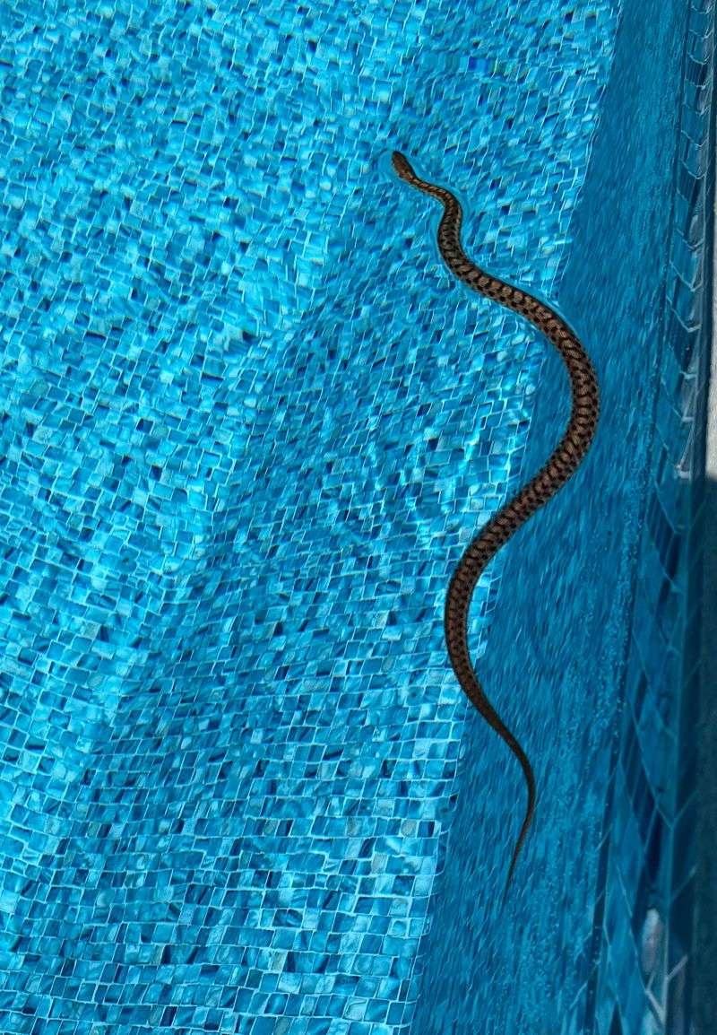 That Poolside Snake May Just Be Passing Through That Poolside Snake May Just Be Passing Through