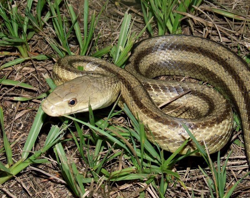That Rat Snake Is Probably Following The Food That Rat Snake Is Probably Following The Food