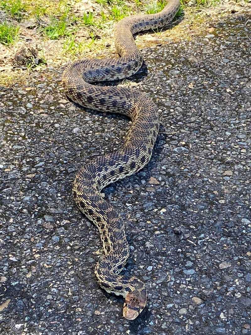 That Rattlesnake Look Can Fool Homeowners Fast That Rattlesnake Look Can Fool Homeowners Fast