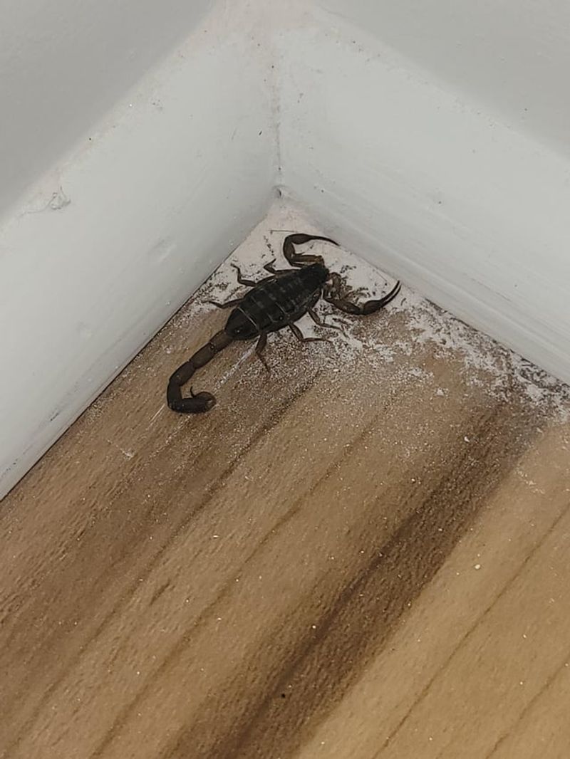 That Scorpion Probably Wandered In From Outside