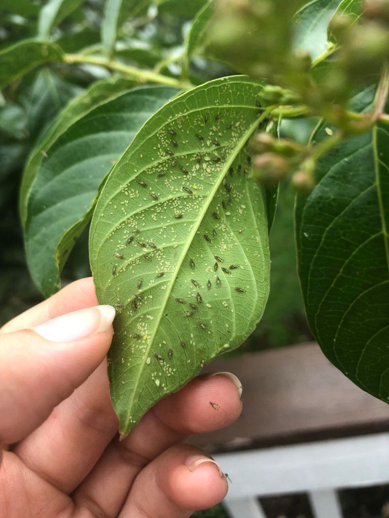 That Shine On The Leaves Is Honeydew