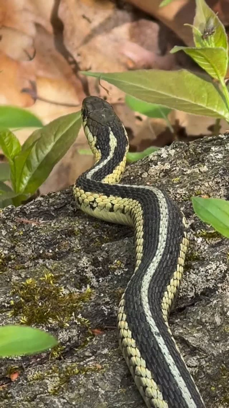 That Snake May Be Following Dinner Into Your Yard That Snake May Be Following Dinner Into Your Yard