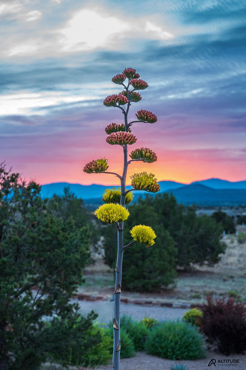 That Towering Stalk Can Reach Serious Heights