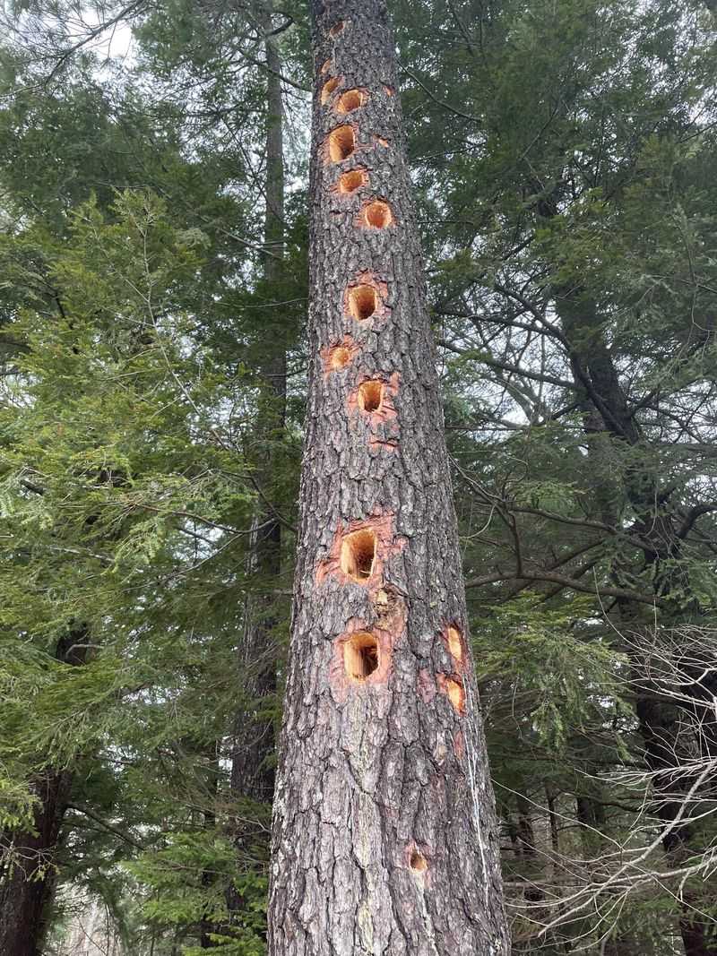 That Tree May Be Full Of Insects Under The Bark