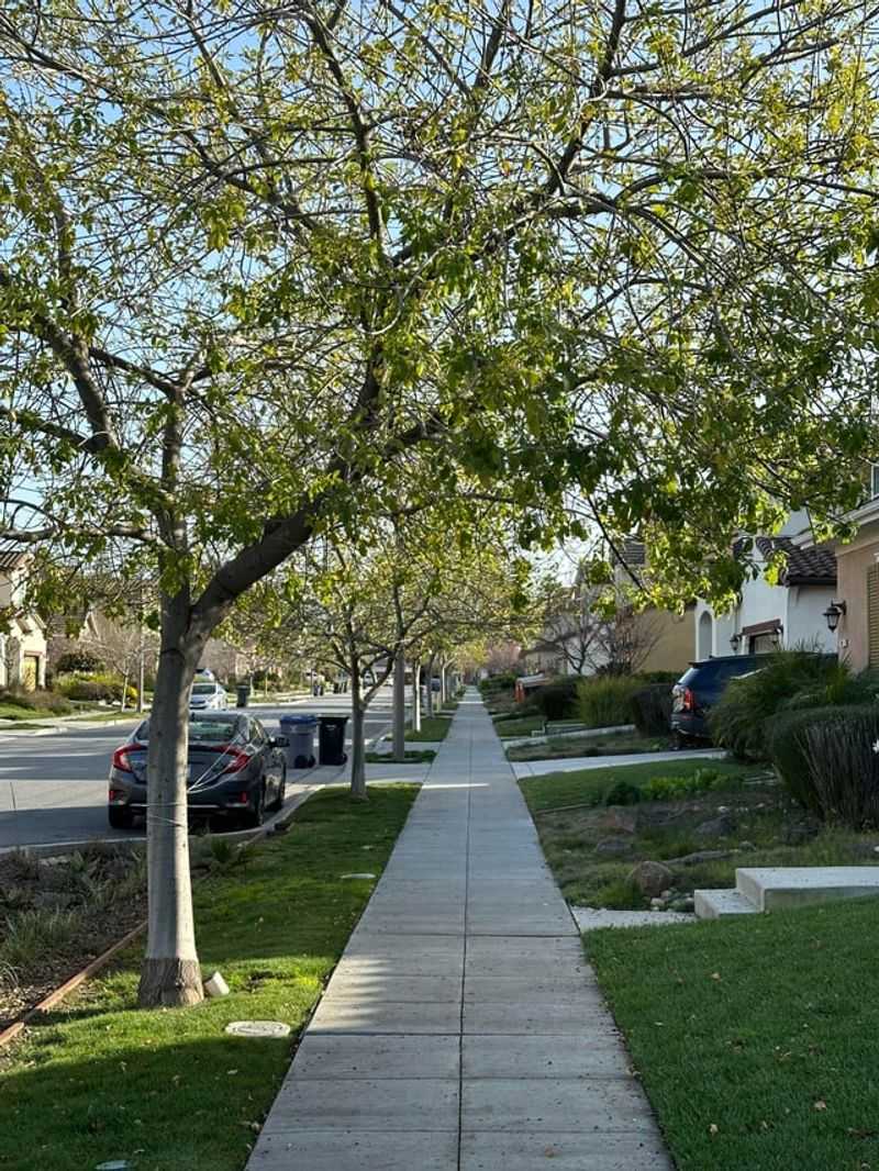 That Tree May Belong To The City, Not You That Tree May Belong To The City, Not You