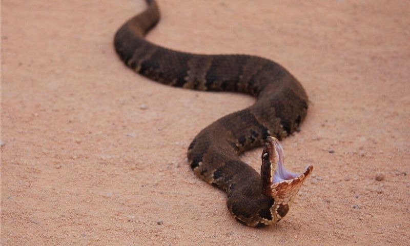 That White Mouth Is A Warning Not An Invitation To Chase