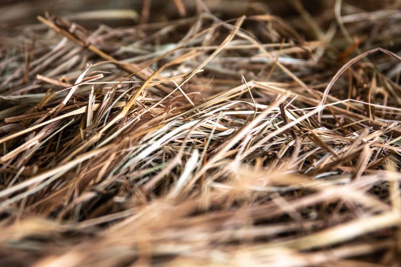 Thatch Buildup And Why It Stresses Your Grass Thatch Buildup And Why It Stresses Your Grass