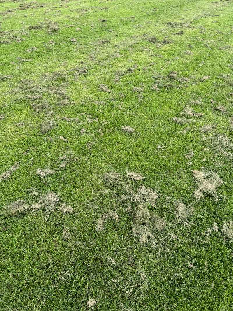 Thatch Buildup Blocking Water And Air Thatch Buildup Blocking Water And Air