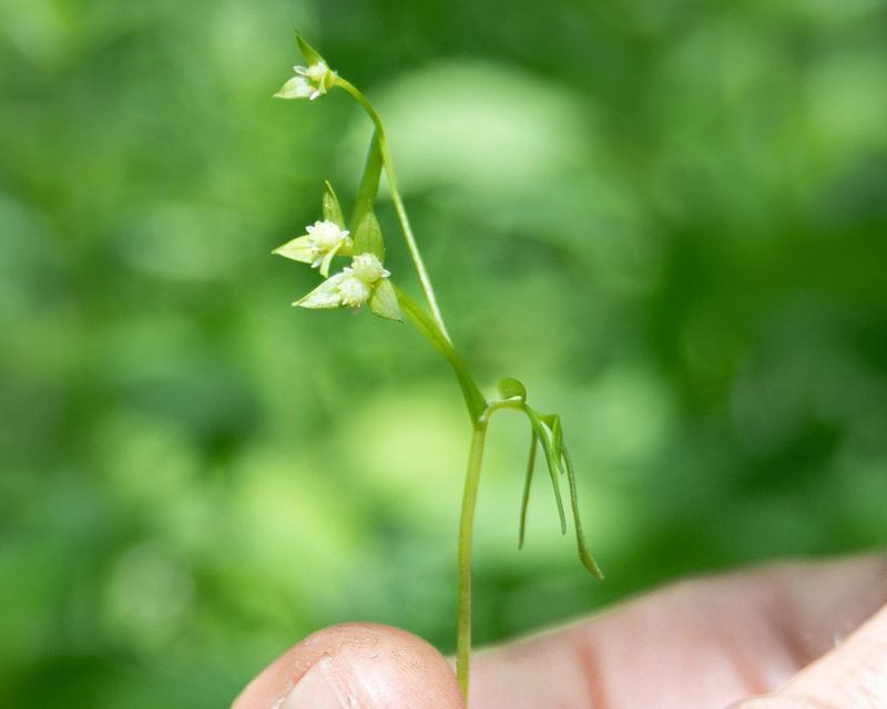 The Accidental Discovery That Stunned Vermont Botanists The Accidental Discovery That Stunned Vermont Botanists