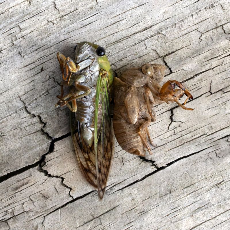 The Adult Cicadas May Be Reaching The End Of Their Lives
