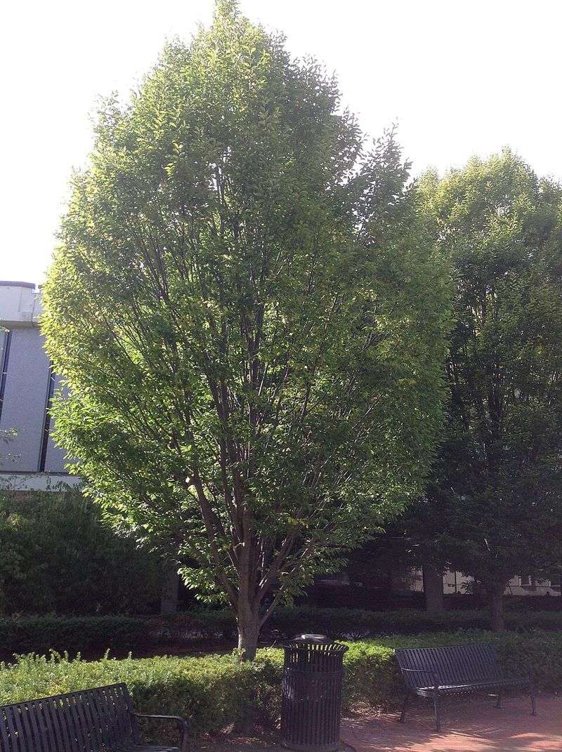 The American Hornbeam Is Smaller Than Most Expect