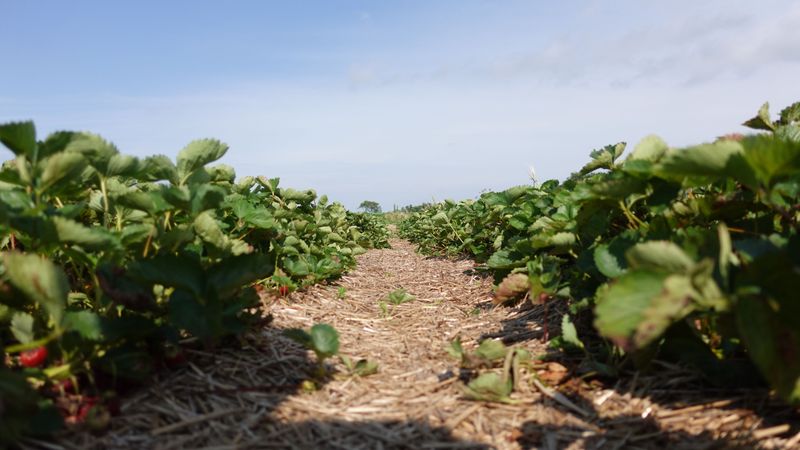 The Amish Mulching Method Kentucky Gardeners Are Catching Onto The Amish Mulching Method Kentucky Gardeners Are Catching Onto