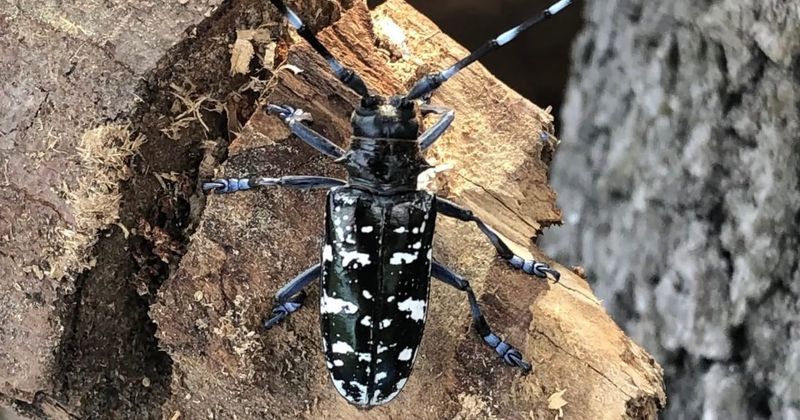 The Asian Longhorned Beetle Returns To Massachusetts Maples The Asian Longhorned Beetle Returns To Massachusetts Maples