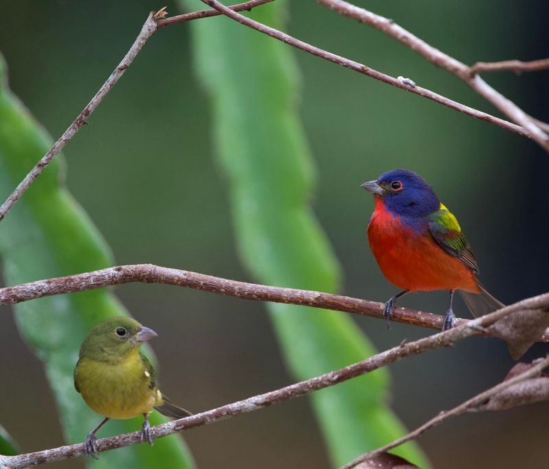 The Bare Lawn Edge Became A Place Buntings Could Disappear Into