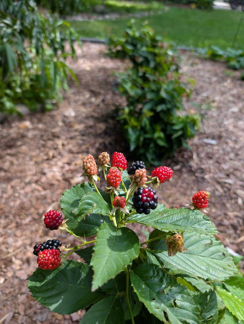 The Berry Bush More Gardens Should Grow The Berry Bush More Gardens Should Grow