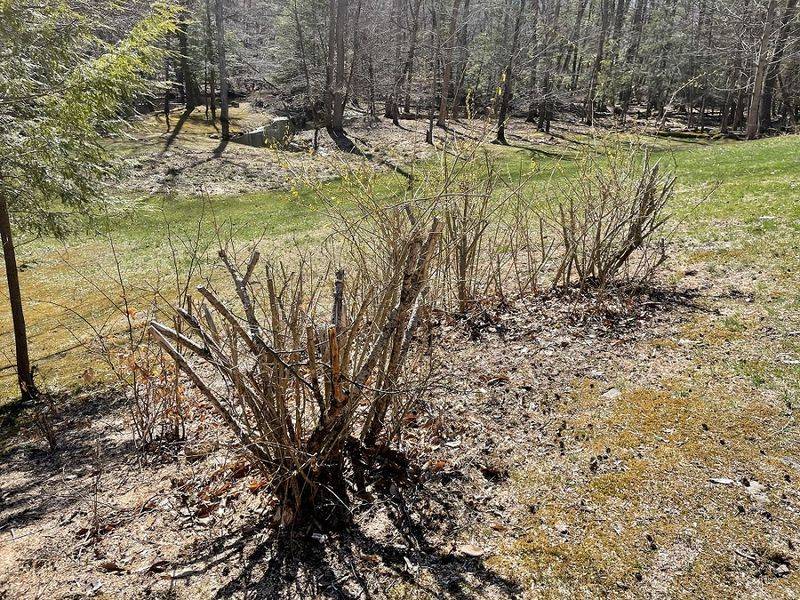 The Best Pruning Window Comes After Flowering