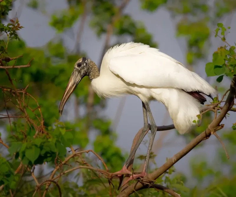 The Best Response Is To Give The Bird Space And Watch Quietly