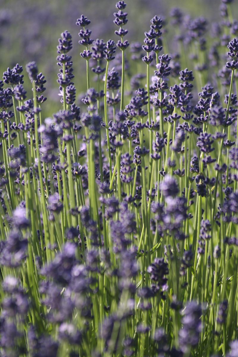 The Best Time To Cut Is Right After Flowering The Best Time To Cut Is Right After Flowering