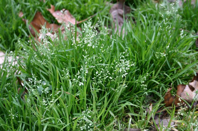 The Best Time To Fight Winter Weeds Is Before You See Them