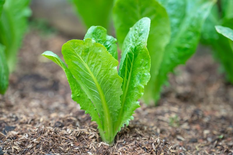 The Best Time To Plant Lettuce Is Mid To Late August The Best Time To Plant Lettuce Is Mid To Late August